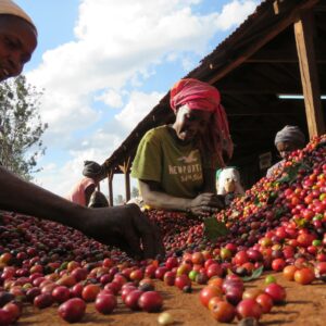 koffiereis naar Kenia