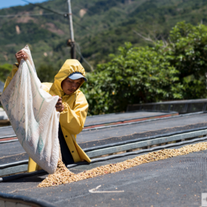 dry bed coffee